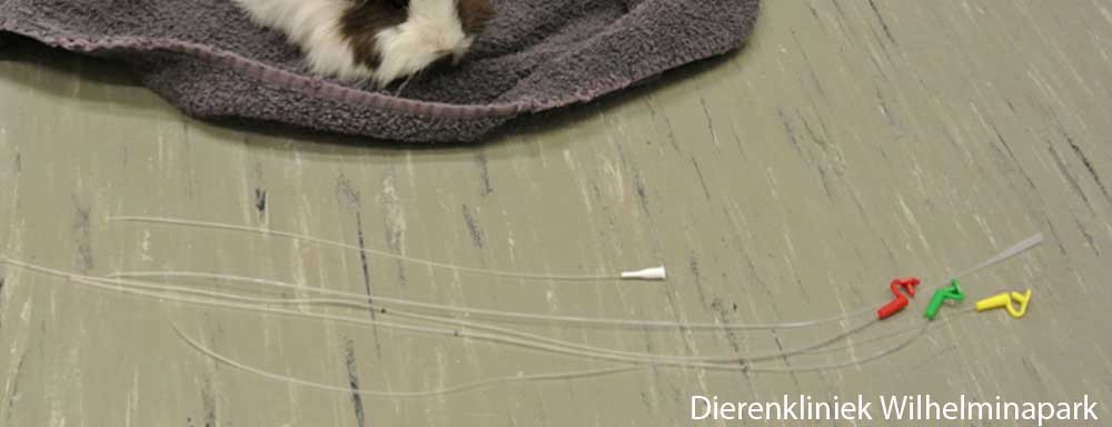 De behandeling van een cavia met een ernstige MD of MDV: maagsonde